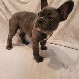 Girl 1 - Blue French Bulldog puppy in Plainwell, Michigan from Meeuwsens Puppy Palace