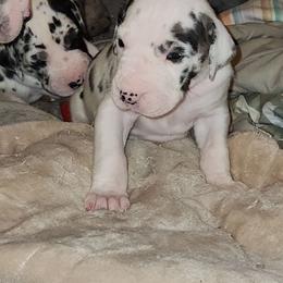 Harlequin Female 1 - Harlequin female Great Dane puppy in Gig Harbor, Washington from Lakaya Danes
