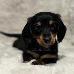 Pink heart girl (sweet girl) - Black and tan female Dachshund puppy in Chehalis, Washington from McJazzin Doxies