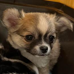 Grace - Fawn and white female Chihuahua puppy in Tecumseh, Oklahoma from Callie’s Happy Chihuahuas, Callie’s Happy Treasures LLC