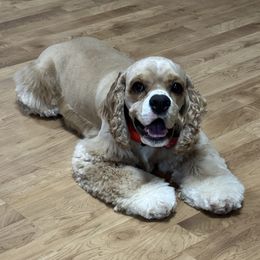 Oakley - Cocker Spaniel