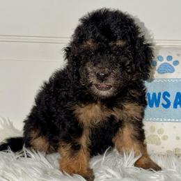 Patriot - Wavy Coat - Tri-color female Bernedoodle puppy in Beecher, Illinois from Erica’s Doodles