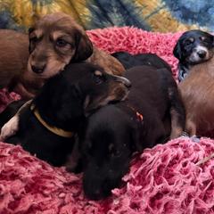 Girl 5 - female Saluki puppy in Los Angeles, California from Srinagar Salukis