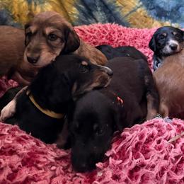 Girl 5 - female Saluki puppy in Los Angeles, California from Srinagar Salukis