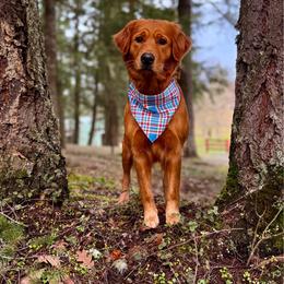 Girl 7 - Dark golden female Golden Retriever puppy in Lebanon, Oregon from Dark Goldens on Hilltop