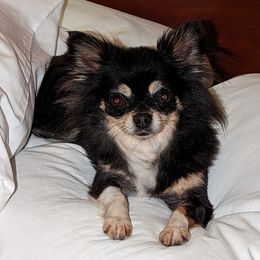 Chihuahuas from Cute As A Cupcake Chihuahuas
