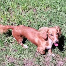 Ember - Dachshund