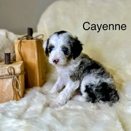 Bernedoodle Puppies from Mountain Ridge Bernedoodles