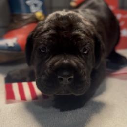 Miracle City Green - Black female Cane Corso puppy in Conroe, Texas from Miracle City