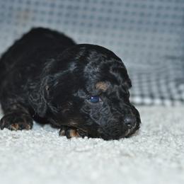 Freya - Black and tan female Cockapoo puppy in Moulton, Iowa from Shondel Puppy Paws