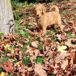 Goldendoodle Puppies from Angel's Doodles