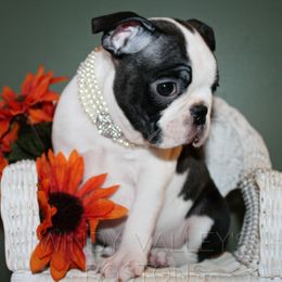 Apple Pie - Black and white female Boston Terrier puppy in North Central, Vermont from Windy Valley’s Bostons
