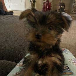 Yorkshire Terrier Puppies from Tomasa's Yorkies