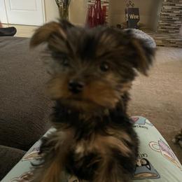 Yorkshire Terrier Puppies from Tomasa's Yorkies