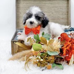 Blaze(Blue Eye) - Blue merle male Bernedoodle puppy in Statesville, North Carolina from Doodle Babies