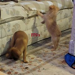 Brussels Griffon Puppies from Fretwell's Fabulous Griffons