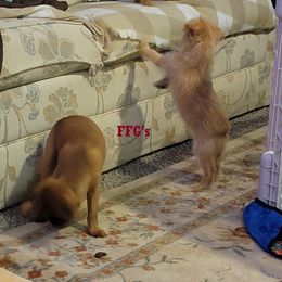 Brussels Griffon Puppies from Fretwell's Fabulous Griffons