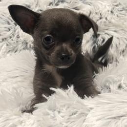Boy 1 - Blue and white male Chihuahua puppy in Orlando, Florida from iLuvChihuahuas