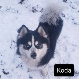 Koda - Pomsky