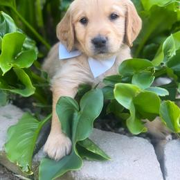 Australian Labradoodle, Cockapoo, Goldendoodle, and Golden Retriever Puppies from Hope Lane Kennels