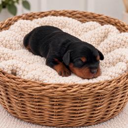 Limousin - Black and tan female Cavapoo puppy in Salt Lake City, Utah from SunnySide Mini Doodles