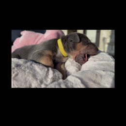 Sage - Blue female Great Dane puppy in Weatherford, Texas from Oak Bend Danes