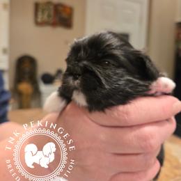 Jimmy - Black male Pekingese puppy in Berwick, Pennsylvania from TnK Pekingese