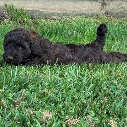 March - Chocolate male Goldendoodle puppy in Afton, Oklahoma from C5 Doodles