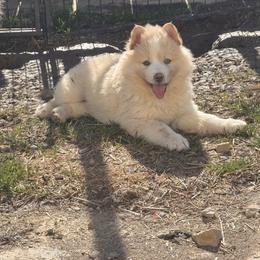 Beau - White male Pomsky puppy in Bucyrus, Missouri from Hill Top Pomskies