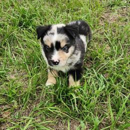 Zatch - Blue merle male Miniature Australian Shepherd puppy in Lakeland, Florida from Sunshine Mini Aussies