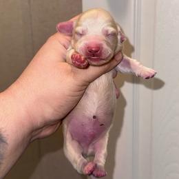 Willie - Cream male Dachshund puppy in Hornbeck, Louisiana from A&Z Mini Dachshunds
