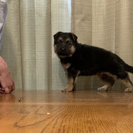 German Shepherd Puppies from Klein Bauernhof German Shepherds