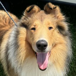 Collie puppies from Jolis Collies