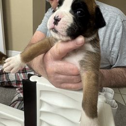 Puppy 2 - Fawn male Boxer puppy in Nixa, Missouri from Molly Mo Boxers