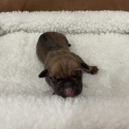 Boy 4 - Fawn male Cane Corso puppy in San Isidro, Texas from MTZCC Ranch, LLC