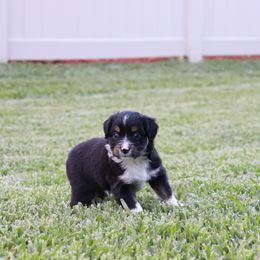 Miniature Australian Shepherd Puppies from Rolling Waves Mini Aussie