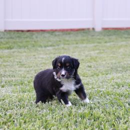 Miniature Australian Shepherd Puppies from Rolling Waves Mini Aussie