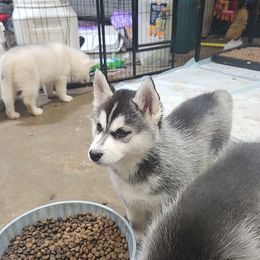 Siberian Husky Puppies from Spirit of the Moon Siberians