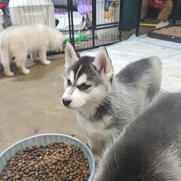 Siberian Husky Puppies from Spirit of the Moon Siberians