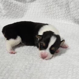 BEANS - Black and tan male Pembroke Welsh Corgi puppy in Walker, Iowa from Double K Corgis