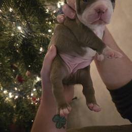 Girl 2 - Silver female Pug puppy in Auburn, Kentucky from Prentice Family Pugs, Bugs & Corgis