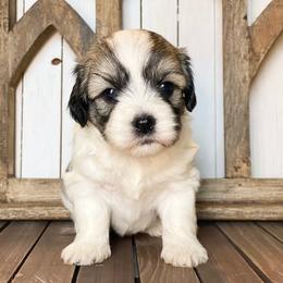 Cavapoo and Coton de Tulear Puppies from Big Gulch Puppies