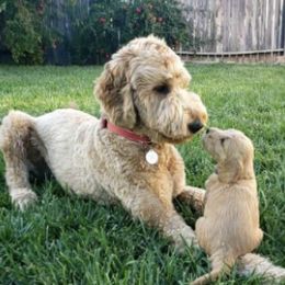 Goldendoodle puppies from Pomegranate Doodles