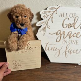 Night (SJ) - Red  Goldendoodle puppy in Riverside County, California from ScoobyScoobz Doodles