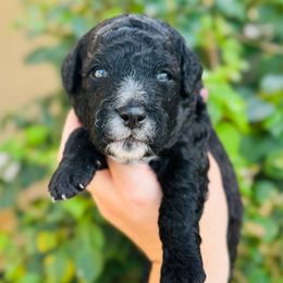 Ghostface - Black male Goldendoodle puppy in Naples, Florida from Paradise Coast Doodles
