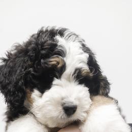 "Past multigen Bernedoodle puppy" Bernedoodle, Bernese Mountain Dog, and Sheepadoodle Puppies from VonDoodles Bernedoodles & Sheepadoodles