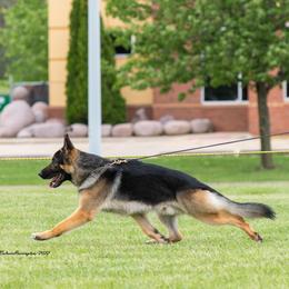 German Shepherd All Grown Up from Patricia's German Shepherds