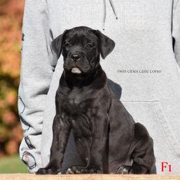 F1 - Black brindle female Cane Corso puppy in Chisago City, Minnesota from Twin Cities Cane Corso