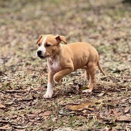 Female 2 - Red female American Staffordshire Terrier puppy in St. Augustine, Florida from LBK & Ancient City