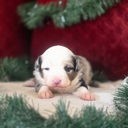 Billie Wren - Blue merle female Miniature Australian Shepherd puppy in Killen, Alabama from Wilkers Wholehearted Mini Aussies